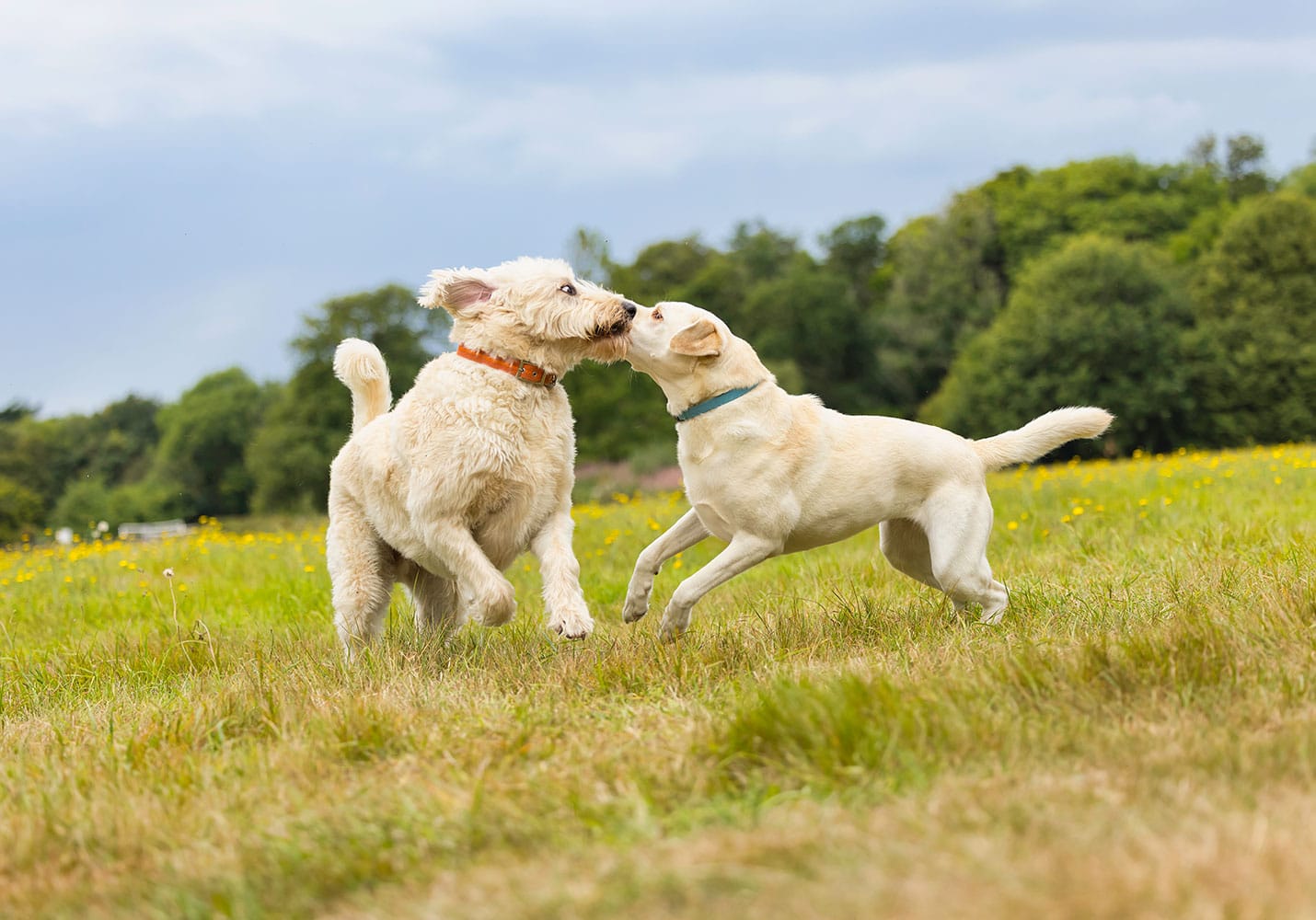 Alles Wichtige zur Haftpflichtversicherung für Hundehalter